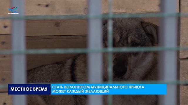 МУНИЦИПАЛЬНЫЙ ПРИЮТ ДЛЯ СОБАК.mp4