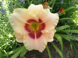 ЛИЛЕЙНИКИ И ЛИЛИИ.avi