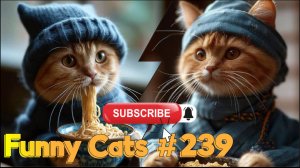 Смешные коты #239