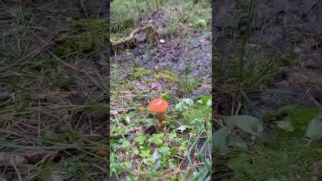 Грибы в Лесу🌳🌲🌳 🍄