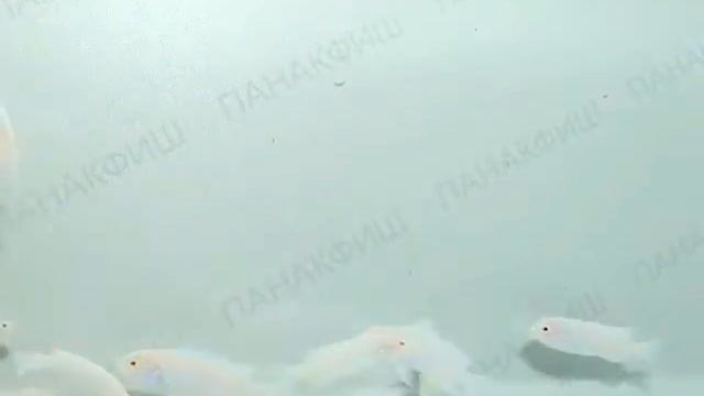 Лабидохромис Еллоу альбинос смотреть онлайн