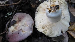 Russula graveolens