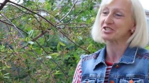 Дороги к мечте