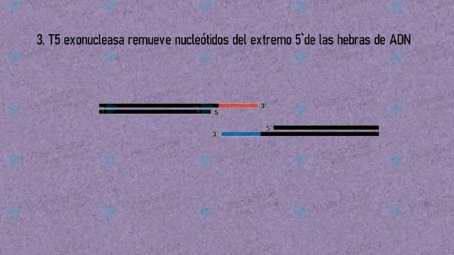 Gibson Assembly смотреть онлайн