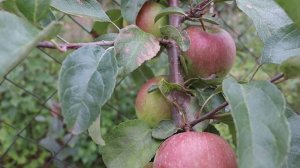 Сорт яблони Памяти Сикоры на карликовом подвое P 60. How to grow an apple tree.