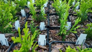 Туя Западная Мириам