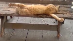 Трюкач