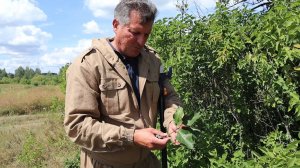 В поисках столетней яблони