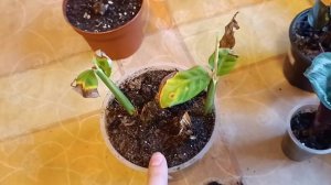 Мои Калатеи стали потихоньку расти во флорариуме. Результат за месяц, но одна все никак не хочет..(