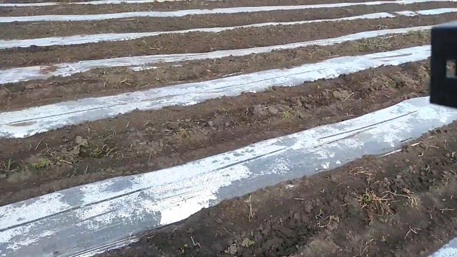 Готовимся к высадке сладкой кукурузы!Ставим дуги! смотреть онлайн