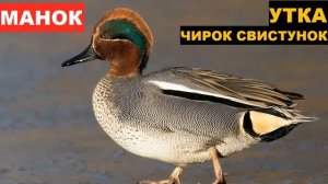 ?ЗВУК (ГОЛОС) УТКА ЧИРОК СВИСТУНОК 1