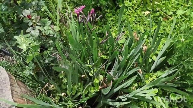 Цветник у реки. Май смотреть онлайн