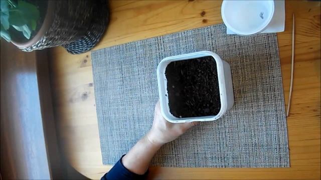 Закаливание семян льдом смотреть онлайн