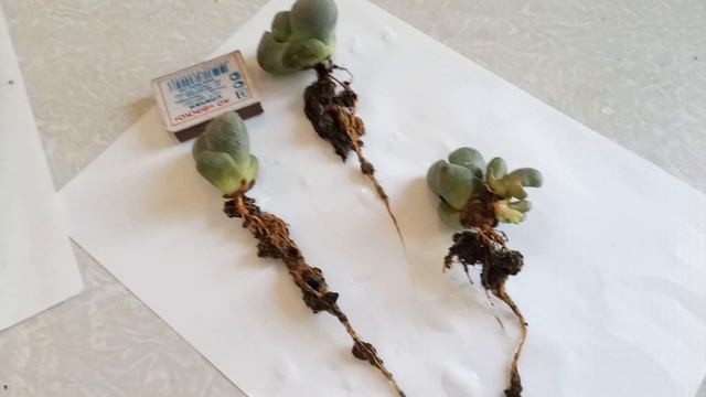 Литопсы, первая попытка! смотреть онлайн