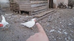 Как определить возраст мускусного селезня ( индоутака )How to determine the age of a musk duck