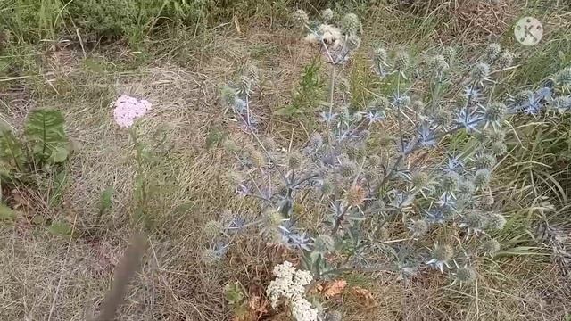Синеголовник. Чертогон. Чертополох