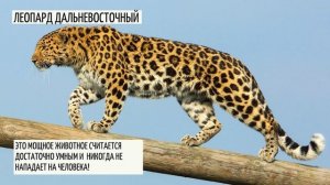 Редкие животные из красной книги России
