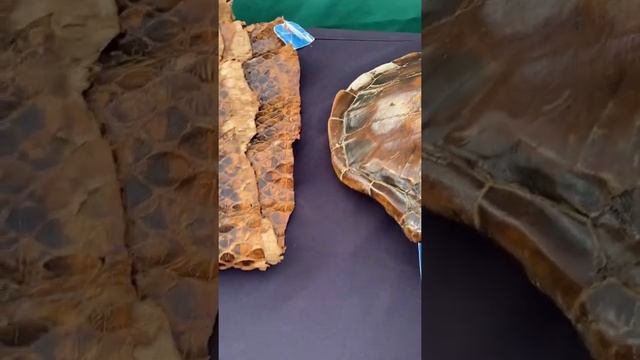 USA Это надо видеть! Всё бесплатно? It should be seen! Everything for Free! смотреть онлайн