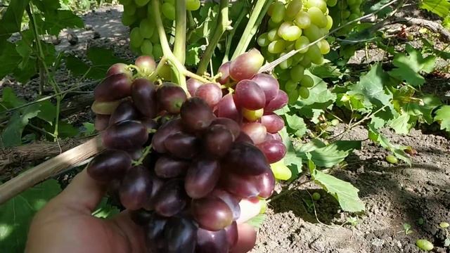 г.ф.Калугина В.М. мармеладка , красава , перцовый черный 2021г. смотреть онлайн