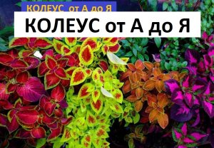 Колеус от А до Я