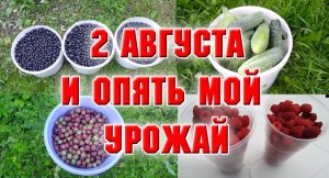 2 августа. Собираю урожай.mp4