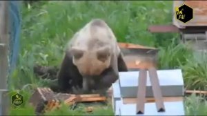 Как медведь ворует мед & Bear vs Bees