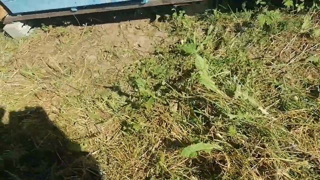 Метод Кашковского - свищевые матки и отводок во время главного взятка в владимирском улье лежаке.