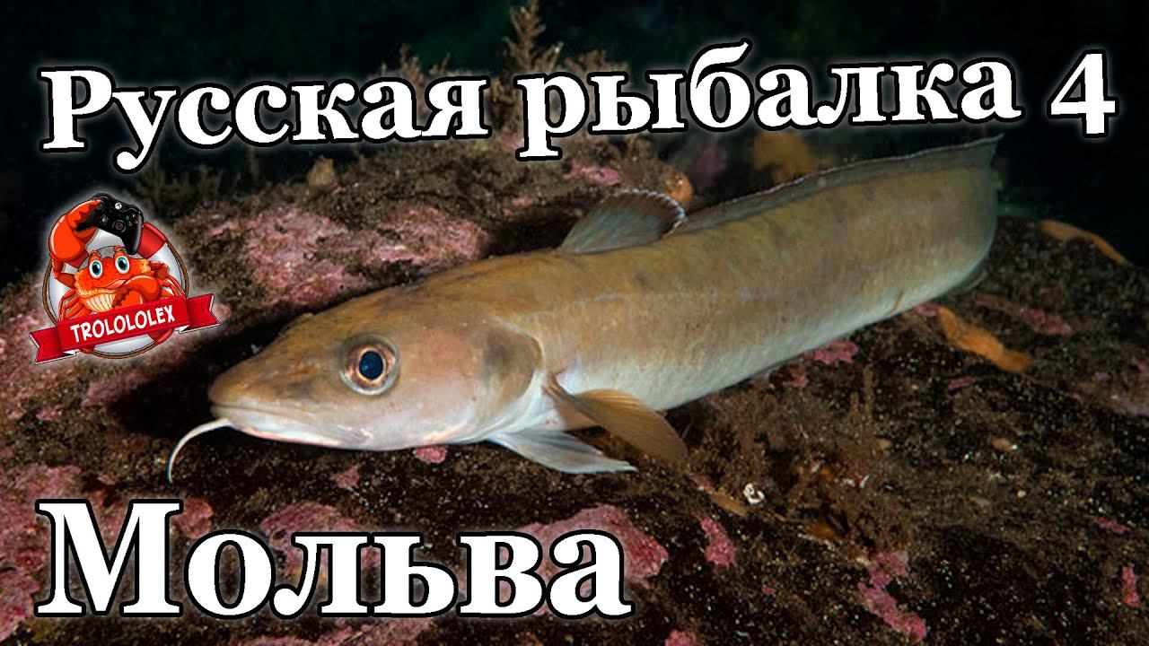 Русская рыбалка 4 Мольва голубая трофей Норвежское море трофей смотреть онлайн
