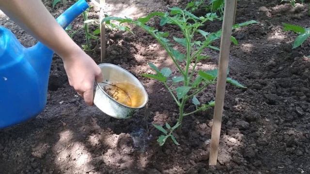 Как часто и как правильно поливать томаты в открытом грунте