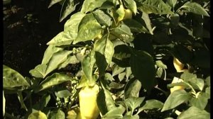 Перец «Снегопад»