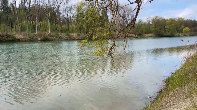 Pilze im Mai | 01.05.2021 | Eine erste Waldrunde im Mai | Speisemorcheln & Wabenporlinge am Inn смотреть онлайн