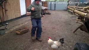 Петух который не боится ничего. Нападай или обороняйся.