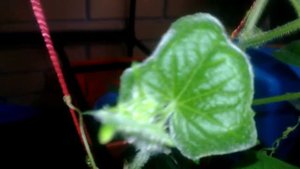 Огород на балконе Москва - цветочки засыхают-огурчики желтеют