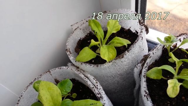 Хлороз петуньи. Действие феровита