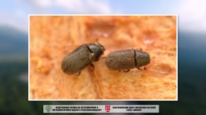 Выявления очагов Полиграфа Уссурийского (Polygraphus proximus Blandford)