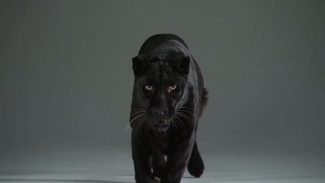 Черная пантера / Black Panther