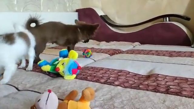 щенки чихуахуа мальчик и девочка смотреть онлайн