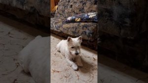 Вест хайленд уайт терьер 8мес. Дрессировка дома