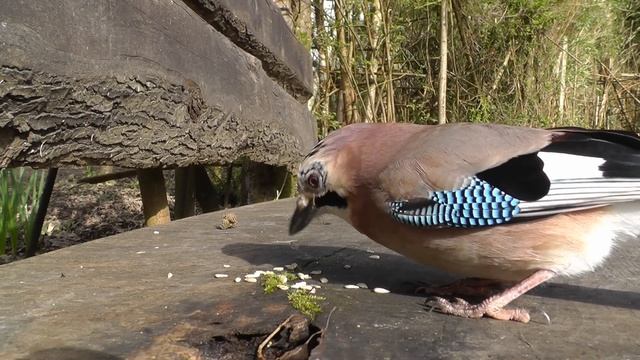 Movie For Cats - Little Birds in The Forest Garden смотреть онлайн