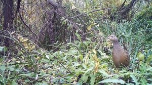 Самочка фазана (Phasianus colchicus).