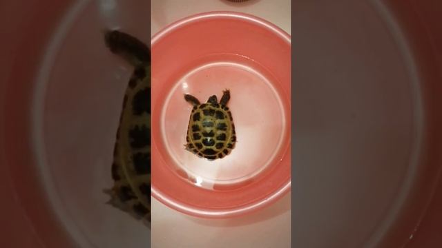 Купание сухопутной черепахи Варьки смотреть онлайн