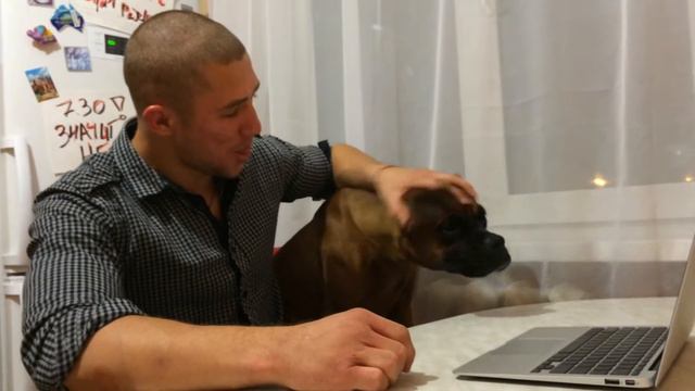 Немецкий боксер недоволен смотреть онлайн