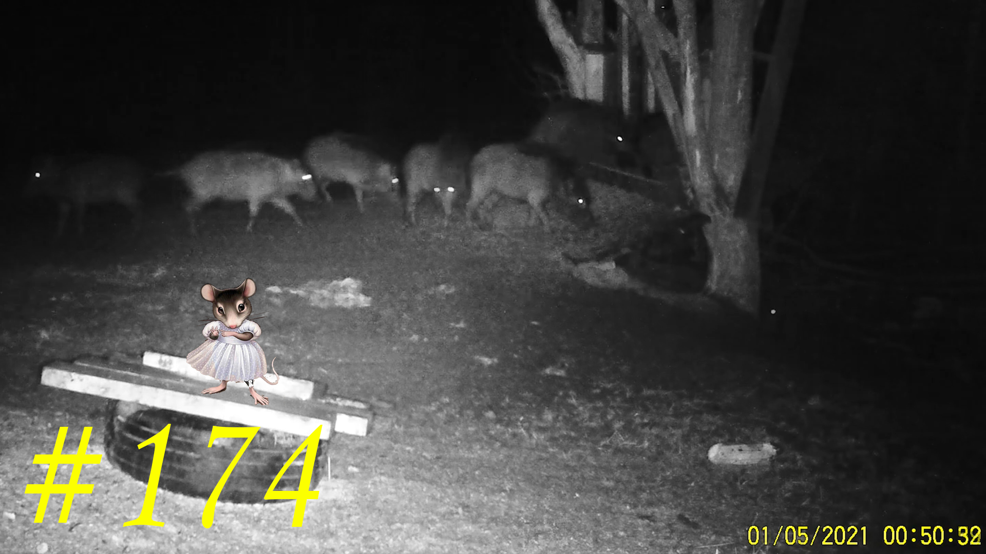 Кабан. Кабаны на кормушке. Охота и рыбалка. Мышка. Мышь. Выпуск 174 #boar #кабаны #кабан #romarik
