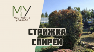 Стрижка спиреи