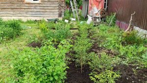 Посадка живой изгороди из ели