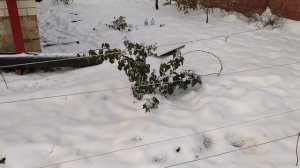 Укрывала виноград со снегом. Зима как всегда пришла неожиданно.