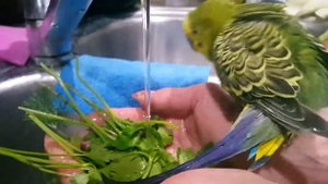 Волнистый попугай Кеша купается дома . Как научить попугая купаться?