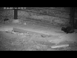 Ночная жизнь в вольере Мансура:  Чёрная кошка охотится на крысу в малом вольере (2-я камера)