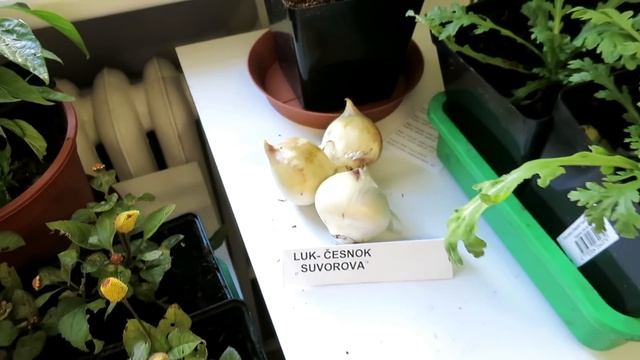 Выставка перцев, трав, экзотов от клуба Томат в Риге / Очень интересная выставка! смотреть онлайн