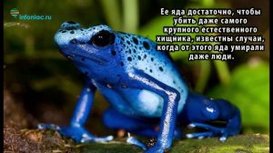 Самые красивые и ядовиты лягушки